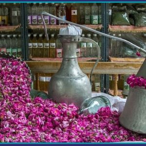 برگزاری تور يك روزه گلاب گيری كاشان